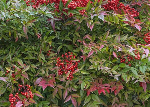 Arbolito de la felicidad nandina domestica peru