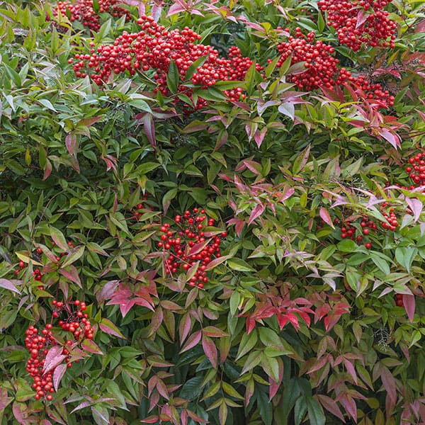 Arbolito de la felicidad nandina domestica peru