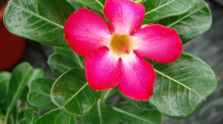 rosa del desierto peru