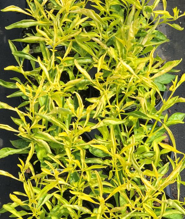 Alternanthera bettzickiana peru