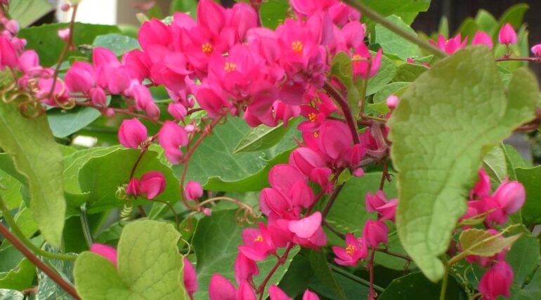 Antigonon leptopus nombre común