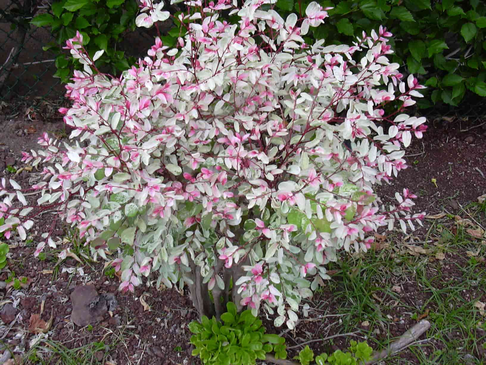 Breynia rosada planta peru