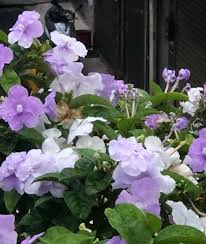 Brunfelsia grandiflora plantas peru
