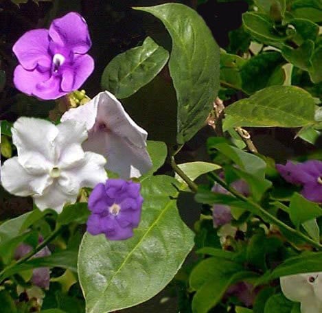 Brunfelsia pauciflora usos