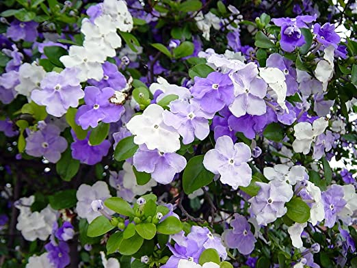 Brunfelsia latifolia nombre común