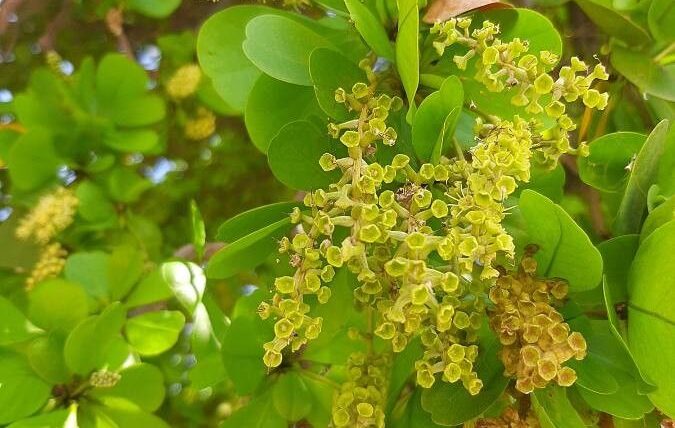 Bucidas buceras arbol peru