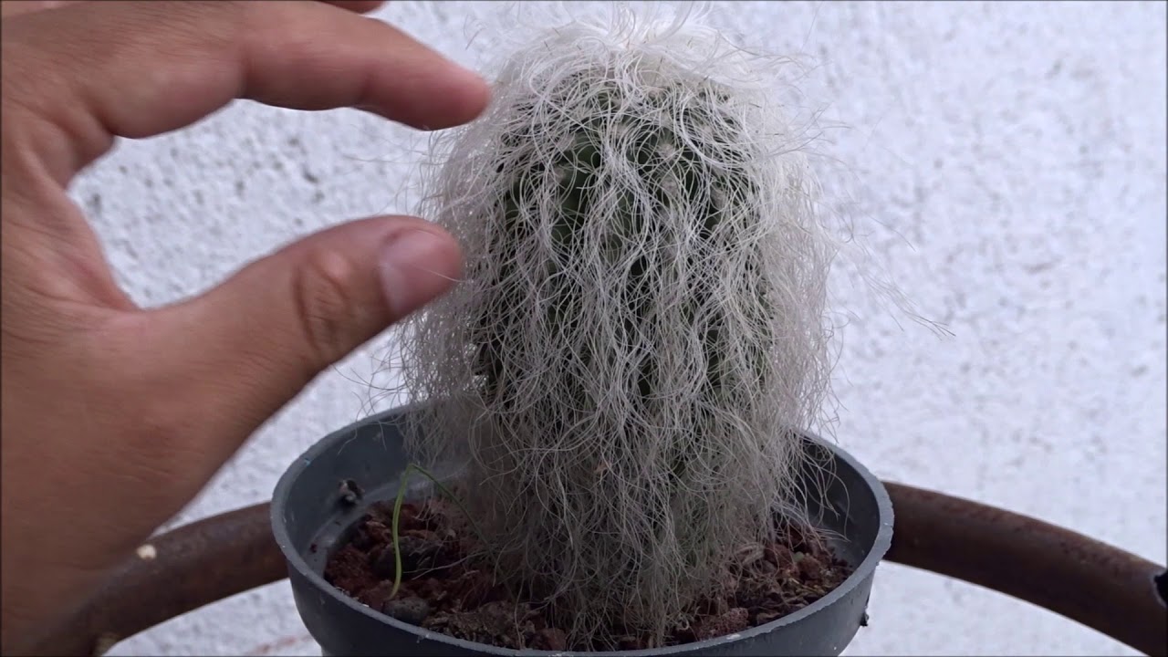 Cactus viejito grande