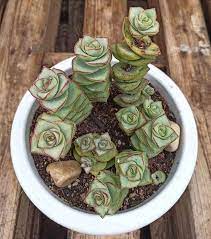 cactus acordeon vierdes peru