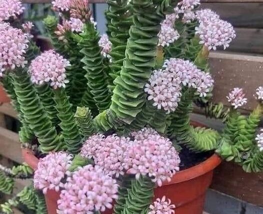 cactus acordeon vierdes peru