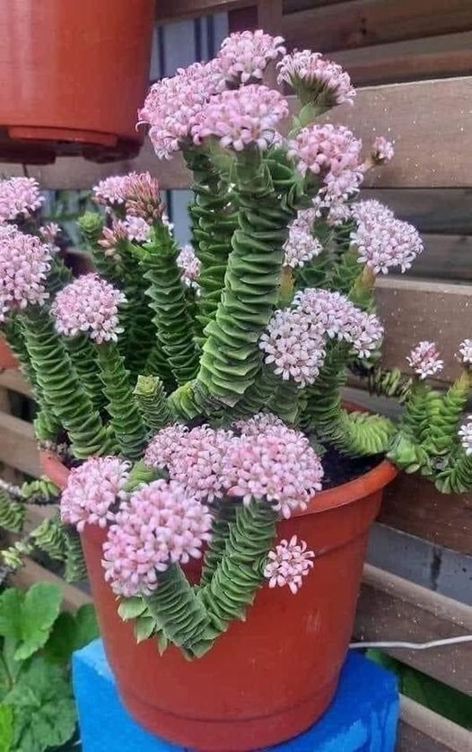 cactus acordeon vierdes peru
