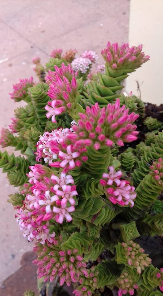 crasula acordeon peru