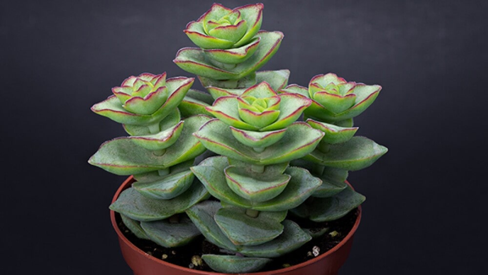 crasula acordeon peru