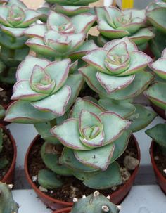 crasula acordeon peru