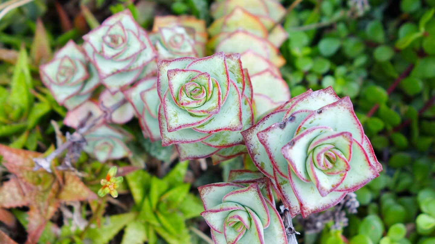 crasula acordeon planta peru