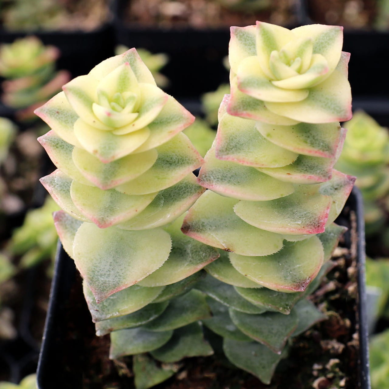 crasula acordeon planta peru