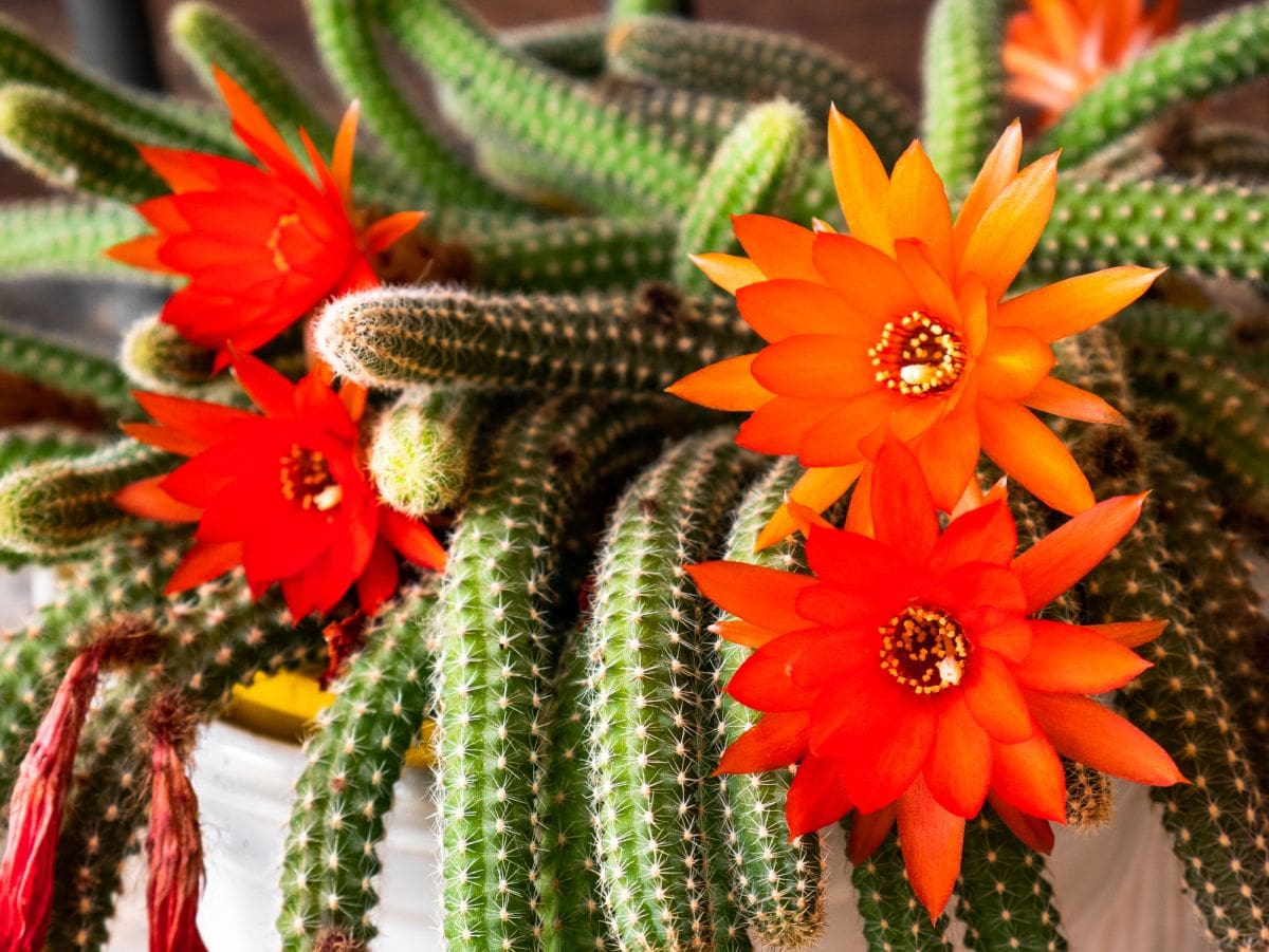 Echinopsis chamaecereus planta peru