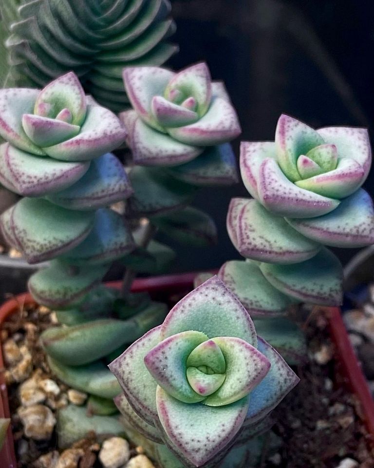 crasula acordeon planta peru