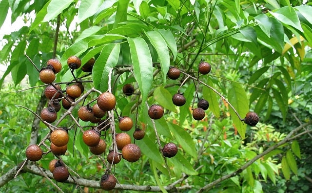 Boliche arbol peru