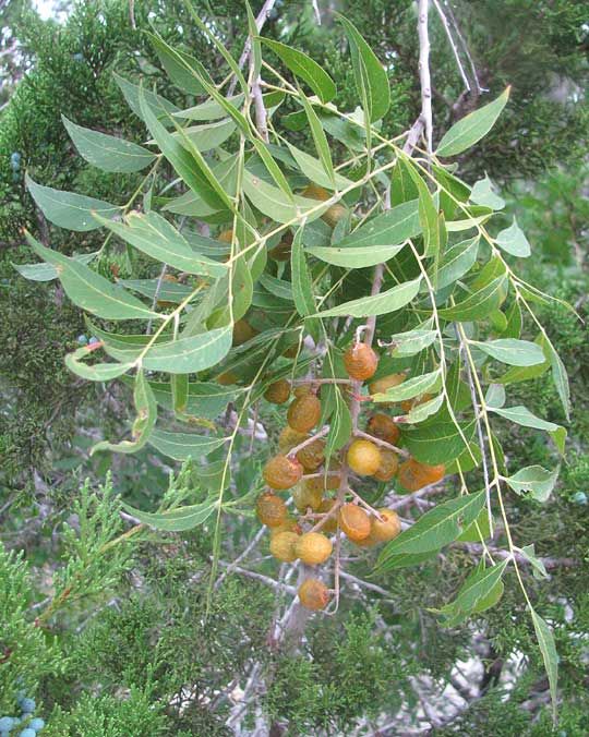 Árbol de jaboncillo peru
