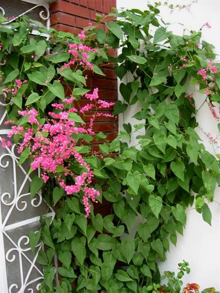 bellisima planta de jardin