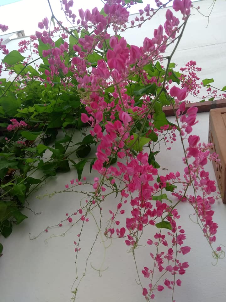 planta bellisima como sembrar