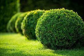 Buxus sol o sombra