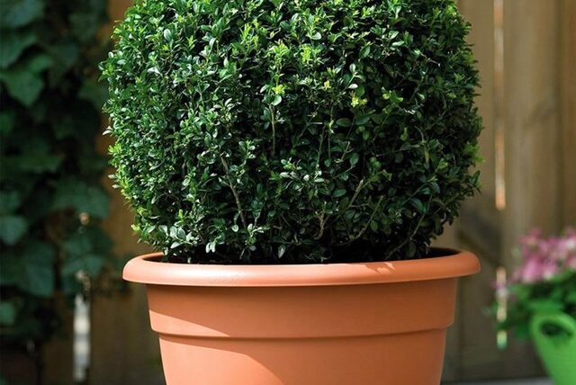Buxus en maceta