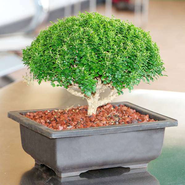 Buxus nombre cientifico