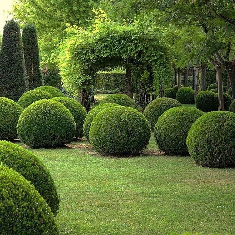 Buxus bonsai
