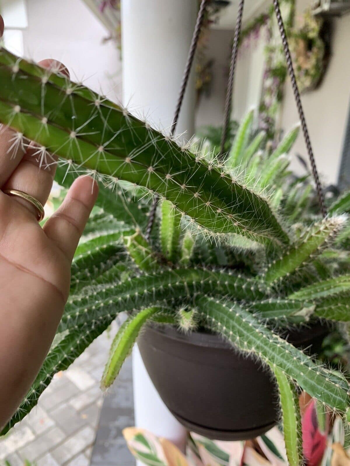 Selenicereus testudo cactus peru