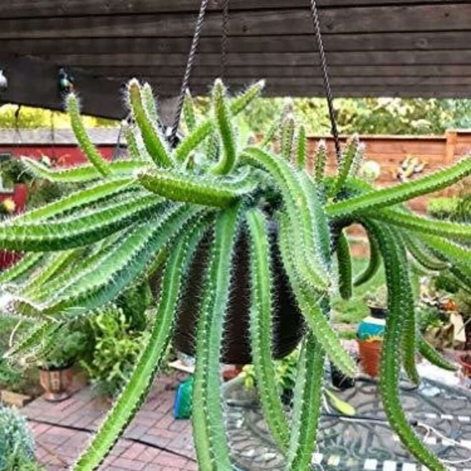Selenicereus testudo planta peru