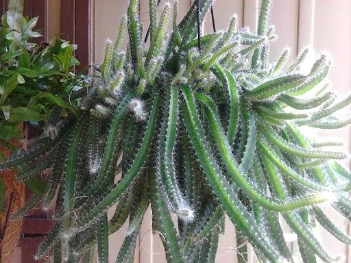 Cactus 4 esquinas planta peru