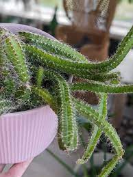 Cactus cola de perro peru