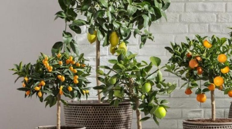 durazno arbol