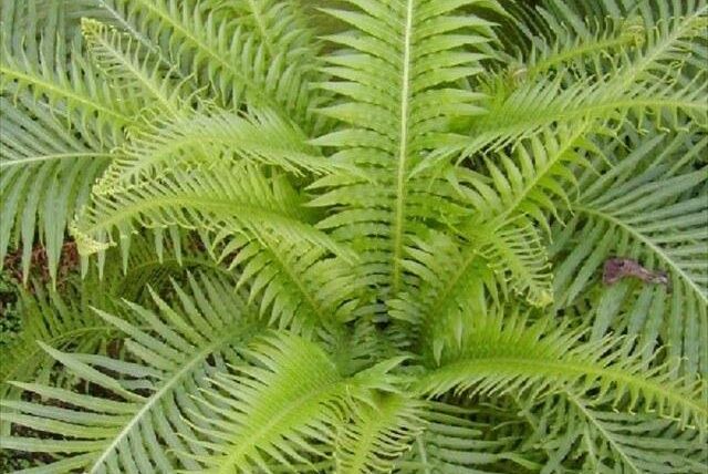 Blechnum gibbum caracteristicas