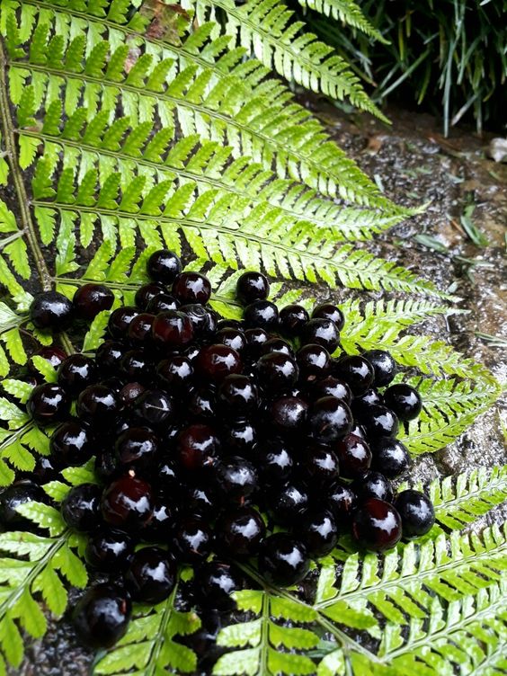 Boliche (nat) Sapindus arbol peru