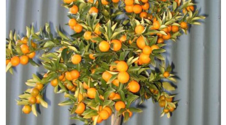 árboles enanos para jardín