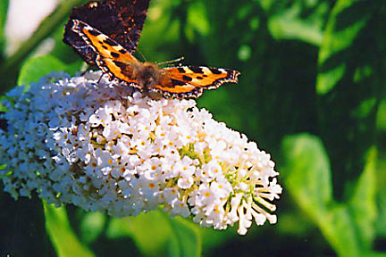 Buddleja planta peru
