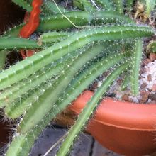 Selenicereus testudo cactus peru