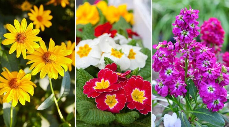 Semillas de tulipanes En Lima