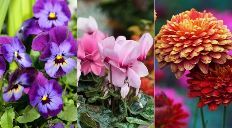 Semillas de flores para sembrar