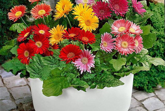 Comprar semillas de flores Peru